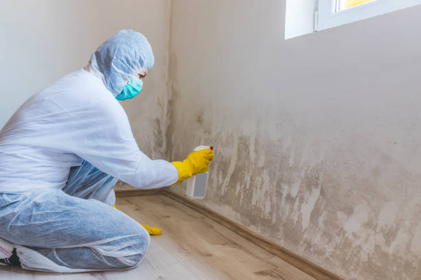 Licensed Mold Testing service in Pineville, KY - WQB Mold Removal